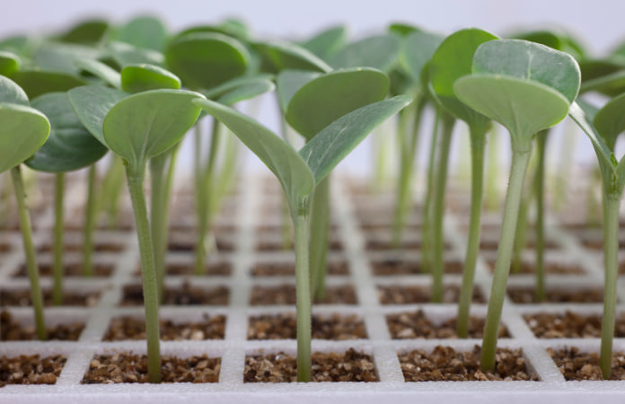 семена овощных культур семена овощных культур