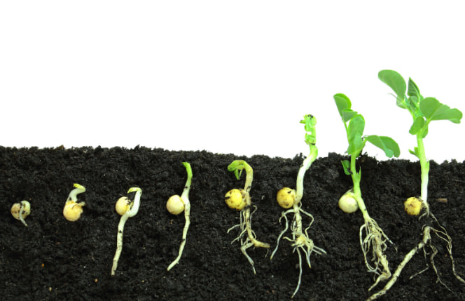 семена кормовых культур семена кормовых культур